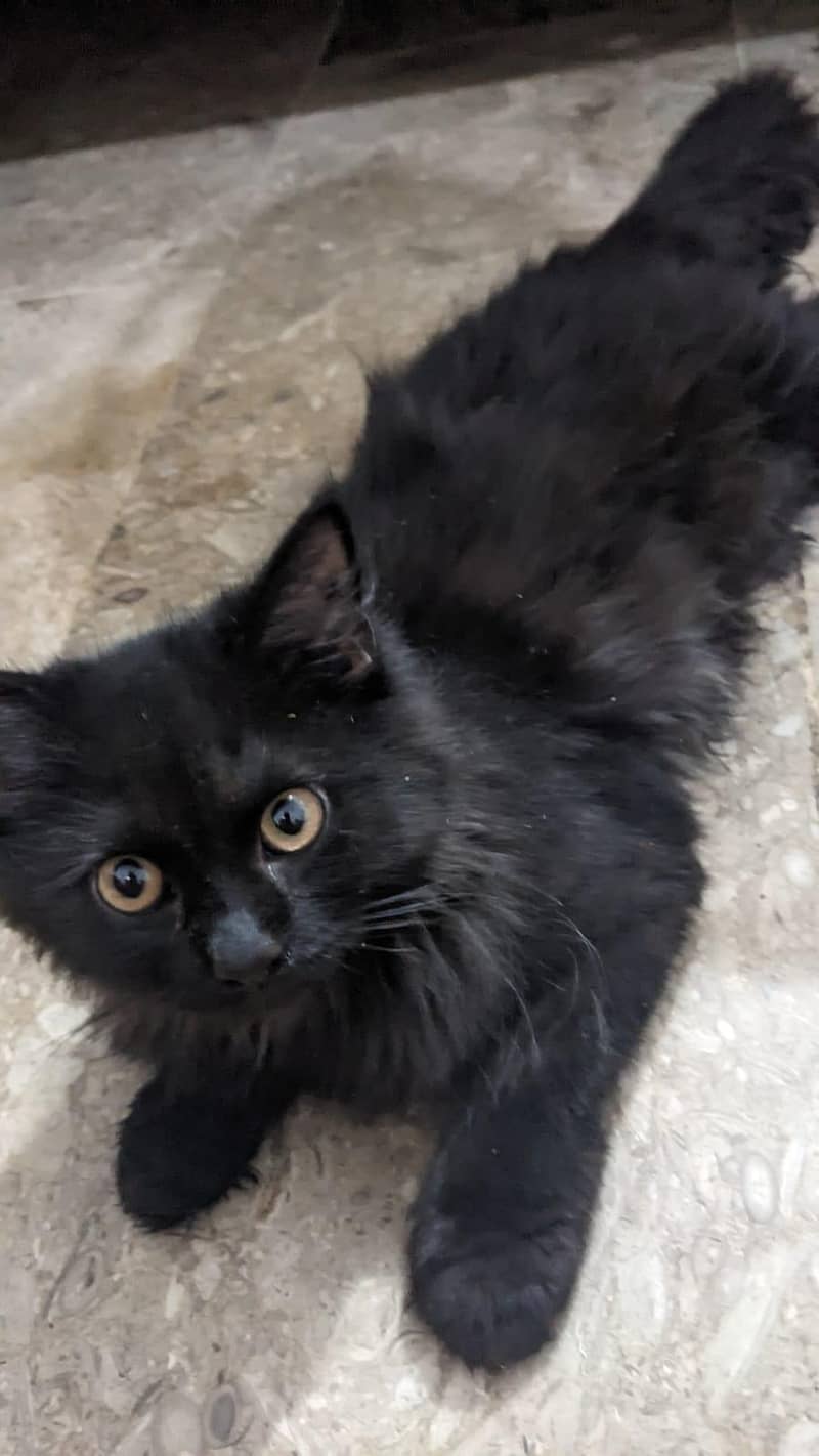 black cat 1