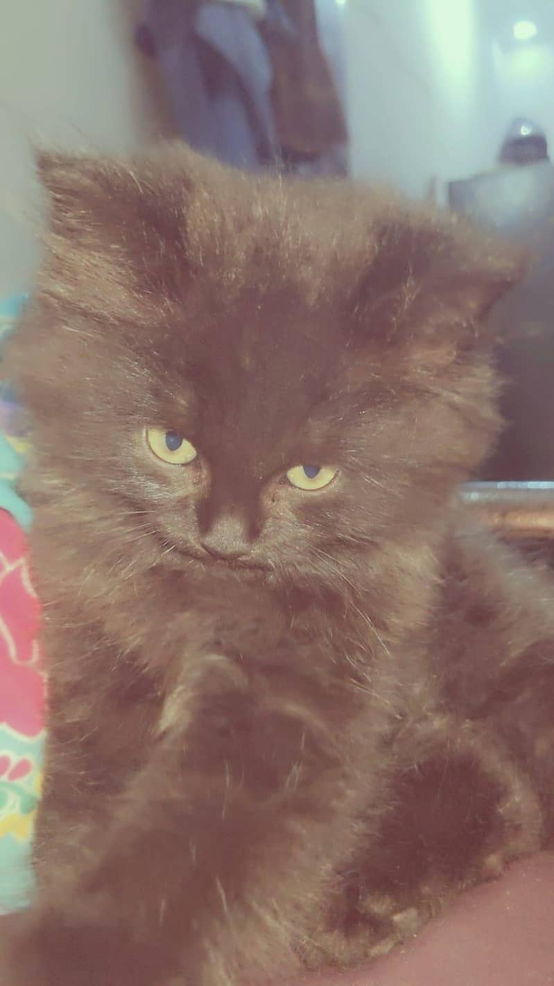 black cat 2