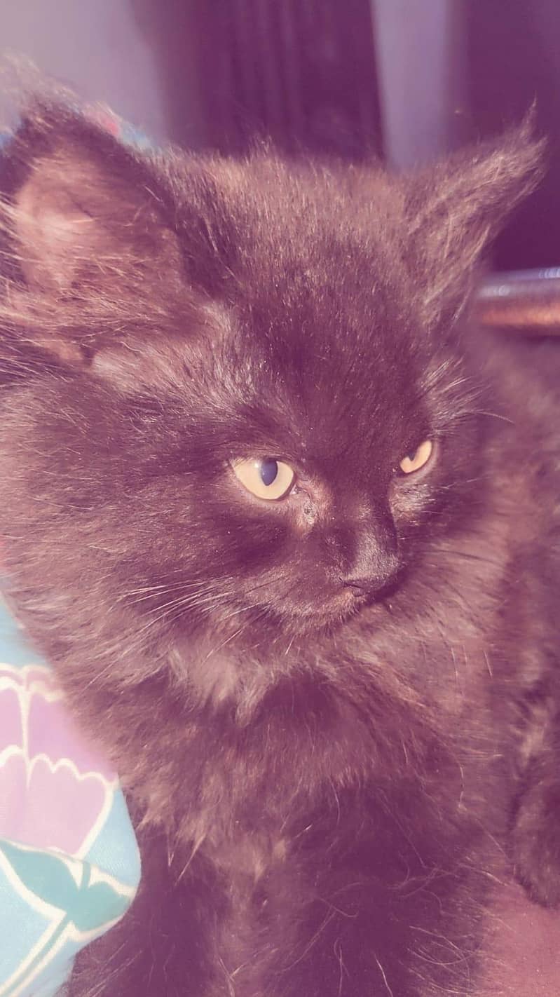 black cat 3