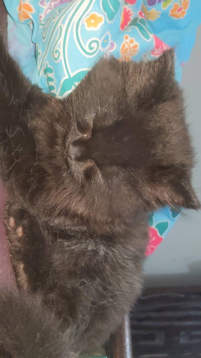 black cat 4