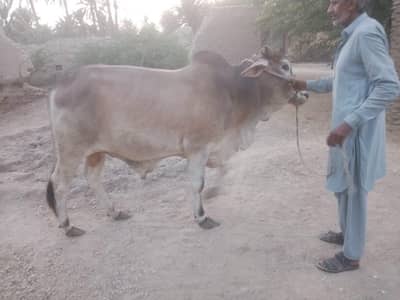 qurbani ka janwar hai 2 dant gaon ka Pala hua hai. 03313923651