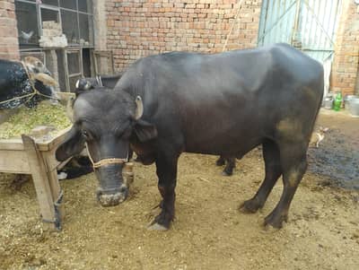 Cow/bachraa/katta/bull/cattle/qurbani/animal/eid-ul-adha 2026/sale