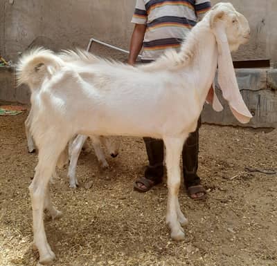goats
