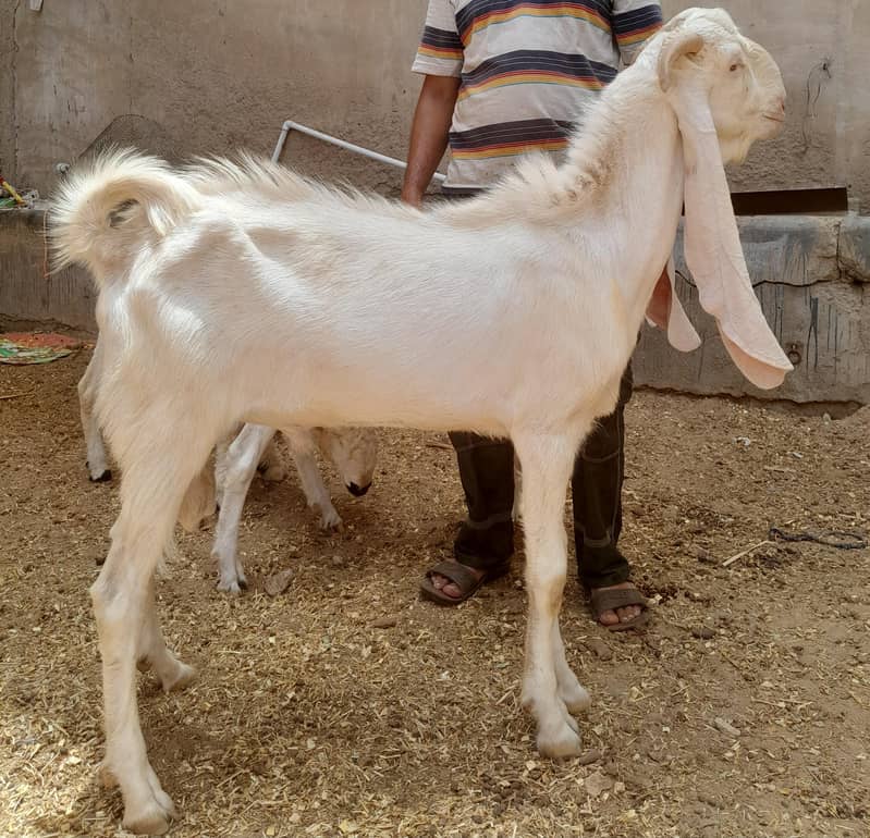 goats 0