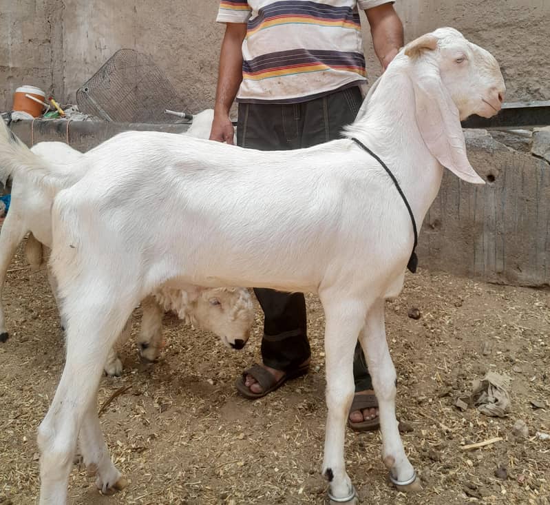 goats 1