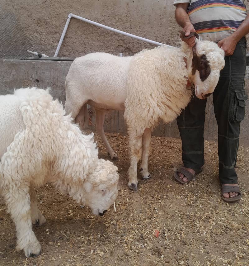 goats 2