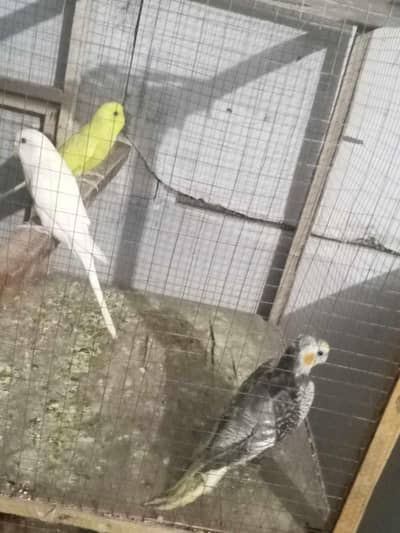 Cocktail bird for sale