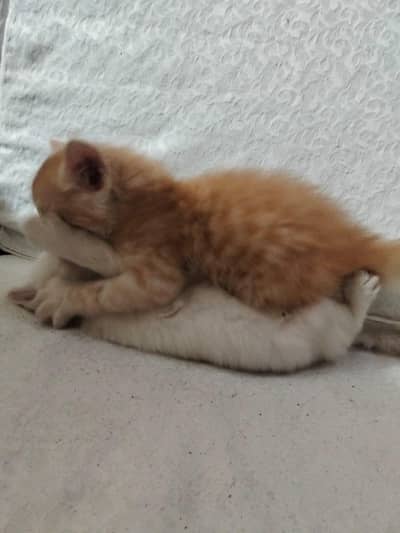 Russian cats available in reasonable price