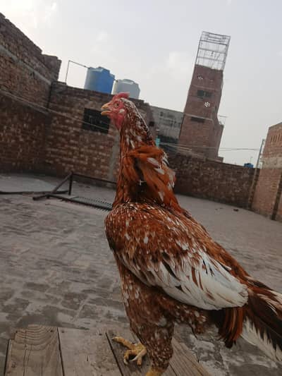 mainwali aseel pair for sale contact number 03114700859