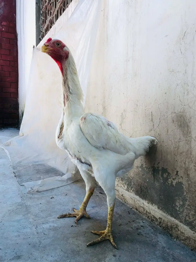 Shamo top quality females
