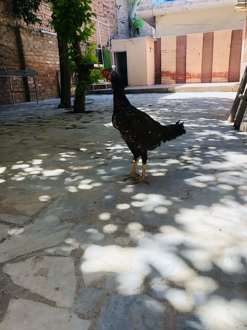 Shamo top quality females — photo 2