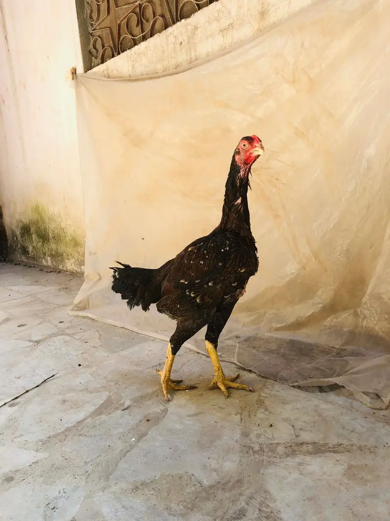 Shamo top quality females — photo 3