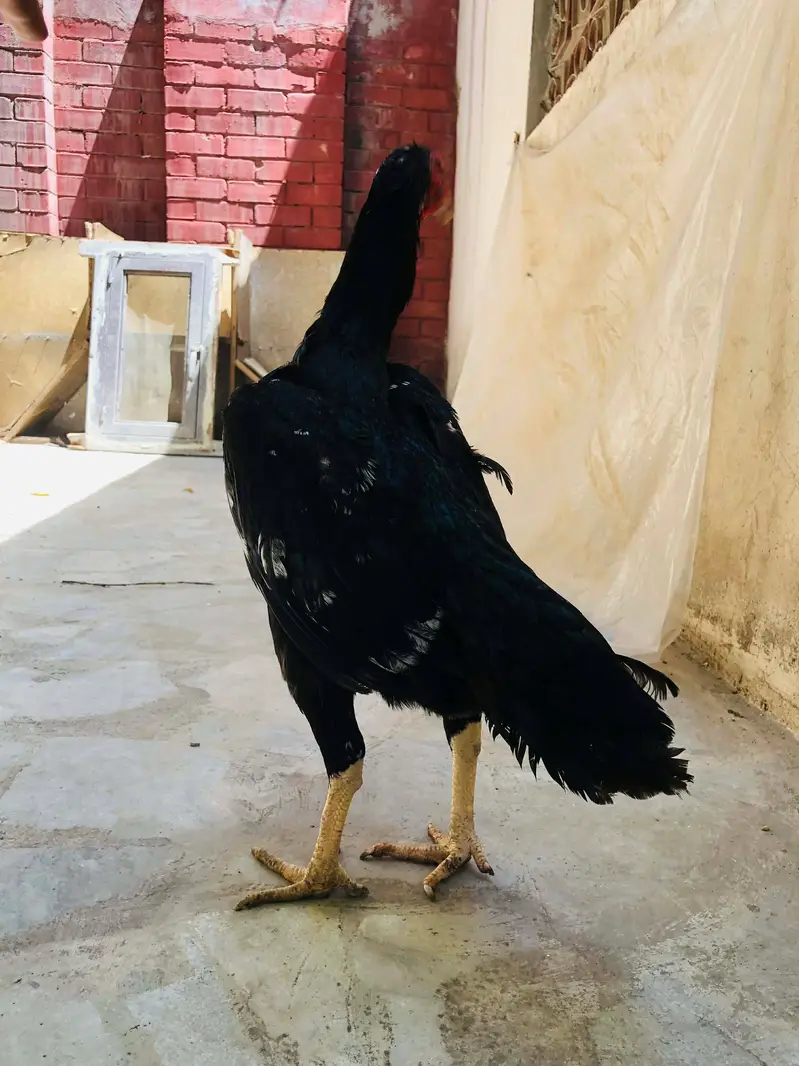Shamo top quality females — photo 4