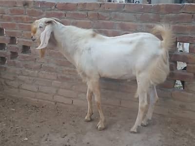 bakre qurbani 1800 per kg