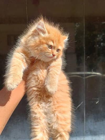 Persian female kitten for sale 0305''5516739 Whatsapp number