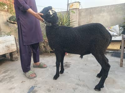 Black Beautiful Sheep For Sale