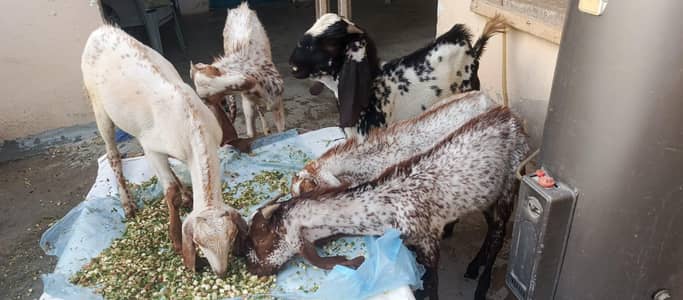 sasty bakray Eid ka lia