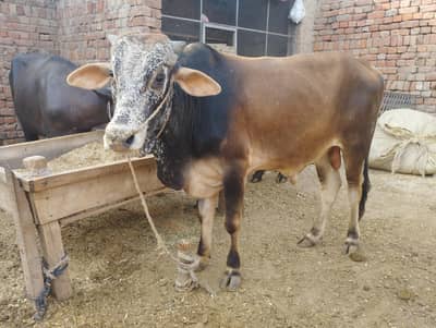 Cow/bachraa/katta/bull/cattle/qurbani/animal/eid-ul-adha 2026/sale