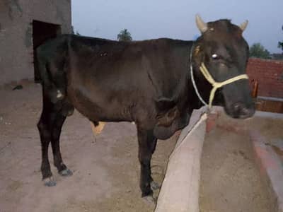 Chocolate Brown Bull