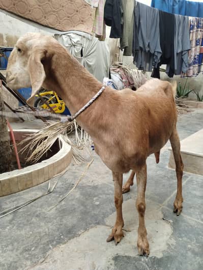 bakri/ qurbani ki bakri/ goat/ bakra