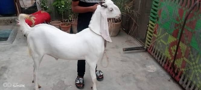Desi Nasl ka Qurbani ka Bkara | Ghar pe Pala hua |  Best price