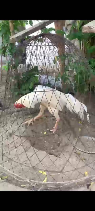 hera aseel eggs available