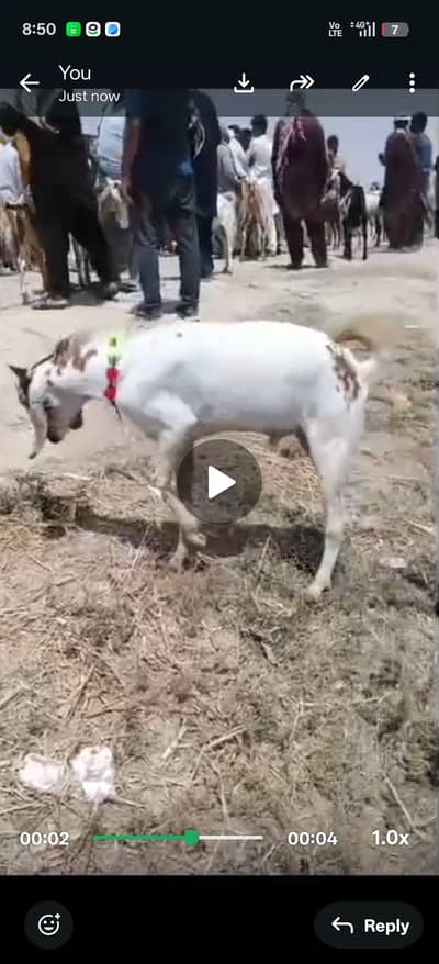 qurbani goat