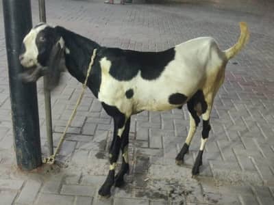 donda bakra