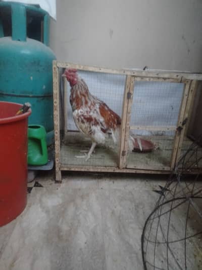 Two Aseel Male in Rawalpindi