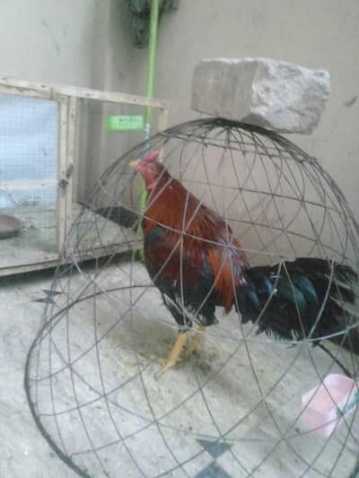 Healthy Aseel Roosters (Males) for Sale in  Rawalpindi