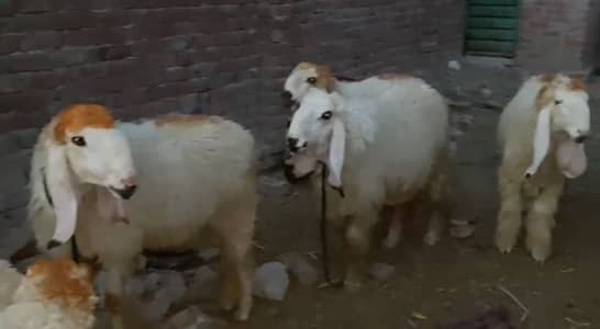Chatra for sale