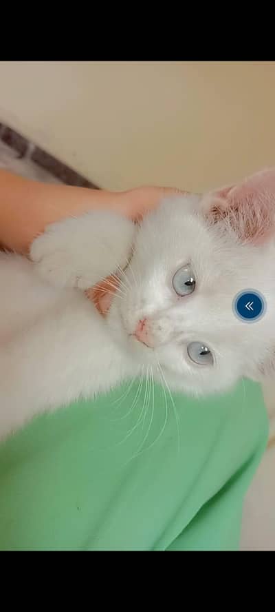 persian