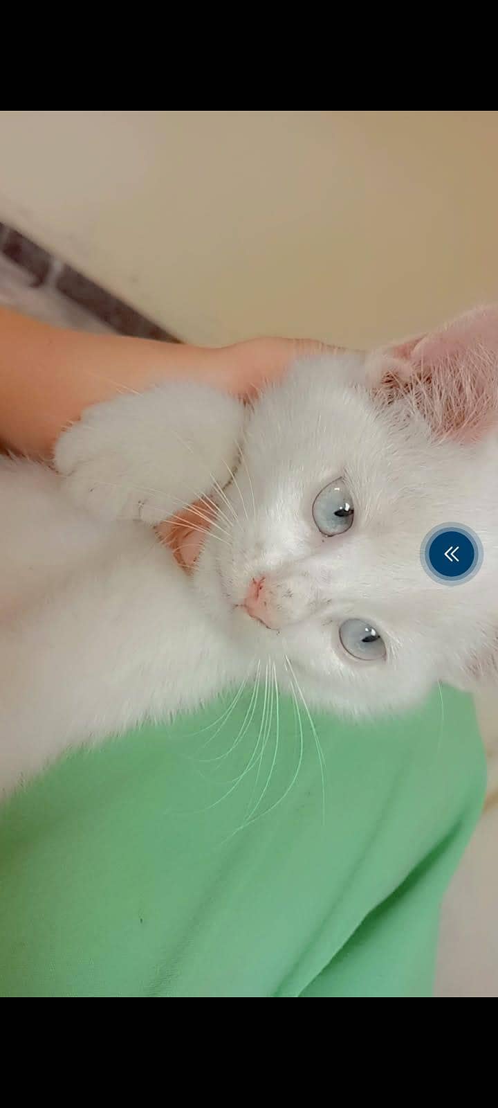 persian 0