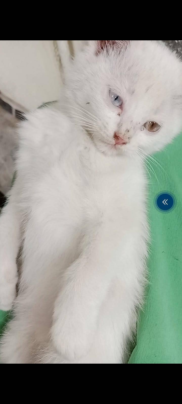 persian 2