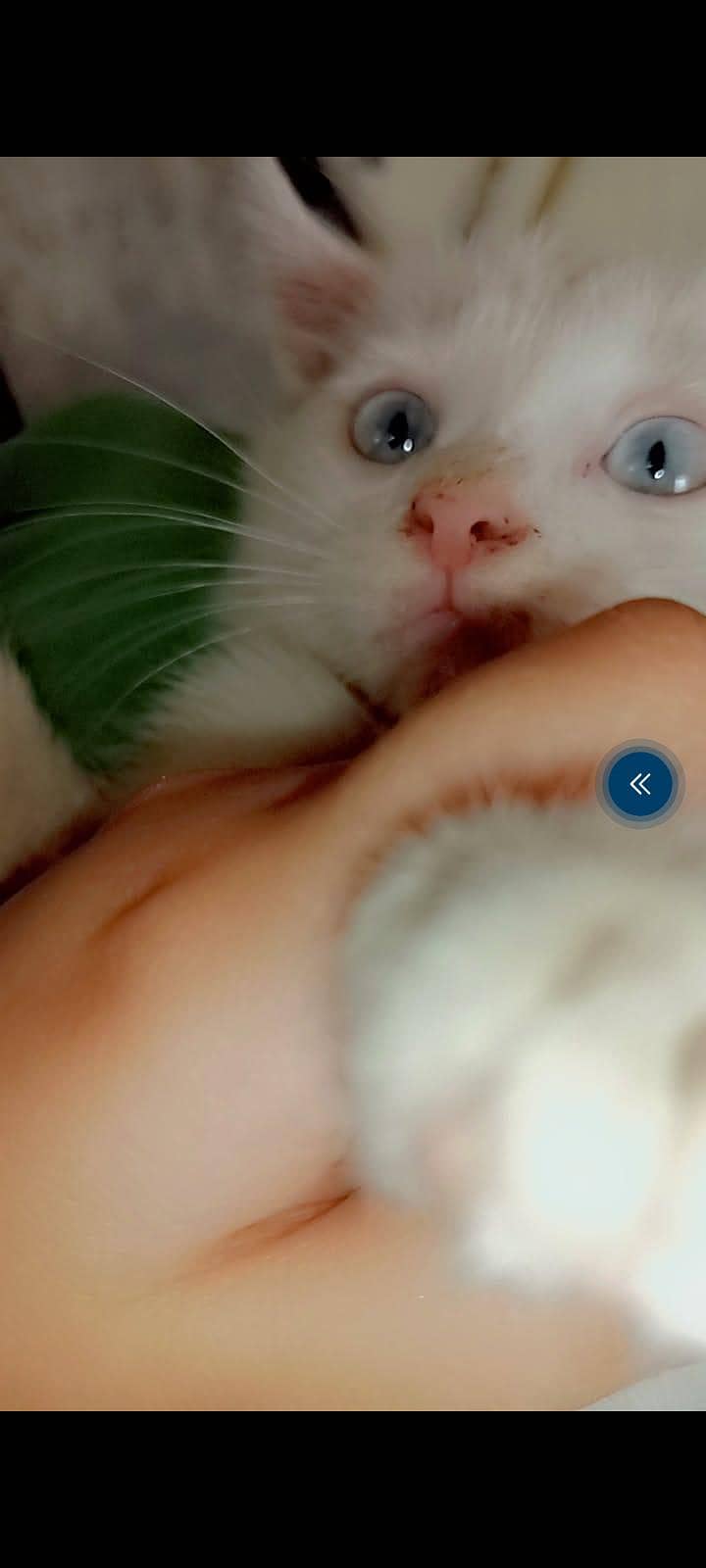 persian 3