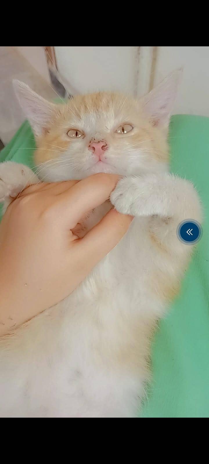 persian 4