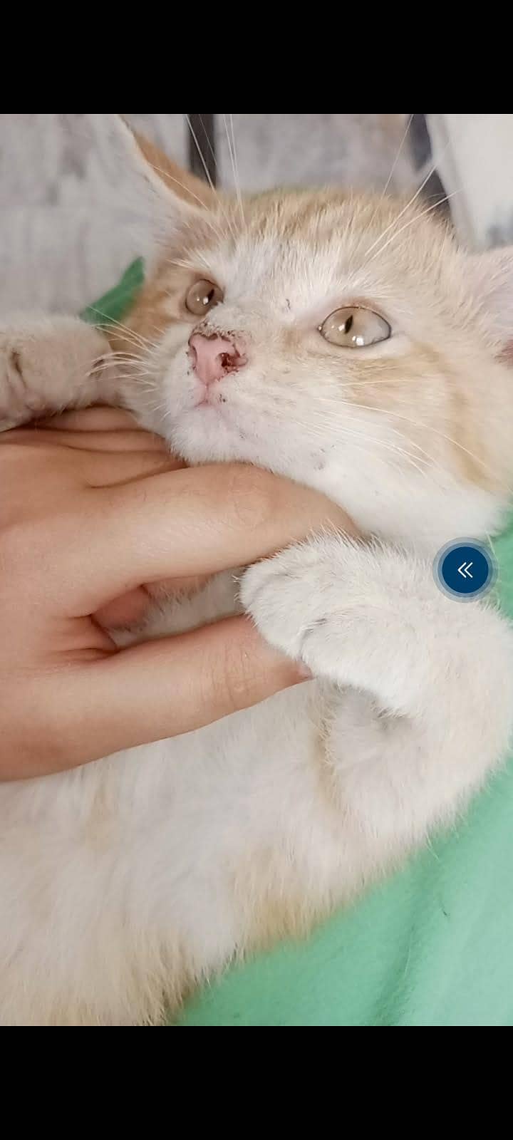 persian 5
