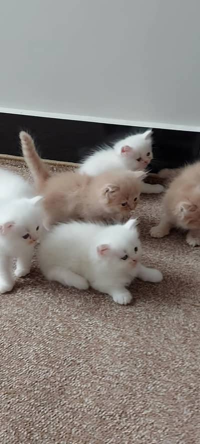 Beautiful Persian Kittens