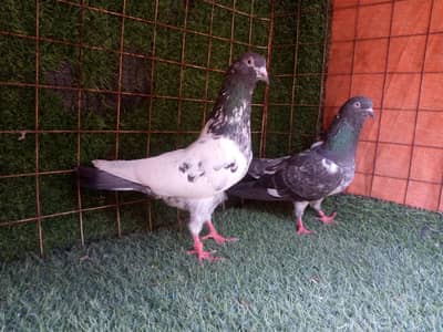 tedi, ferozpuri, golden, chapry rampuri zaak mix pigeon 1500 per