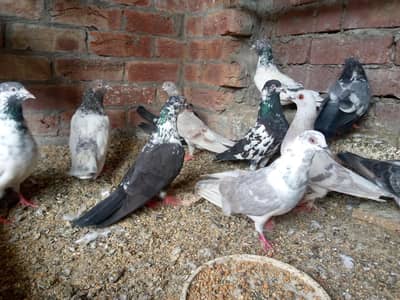 tedi, ferozpuri, golden, chapry rampuri zaak mix pigeon 1500 per