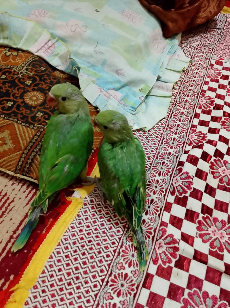 parrots pair 1