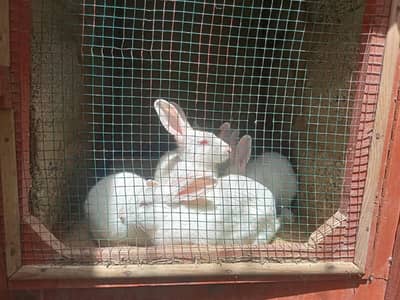 rabbits for sell