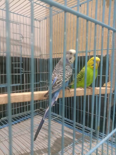 most expensive birds
