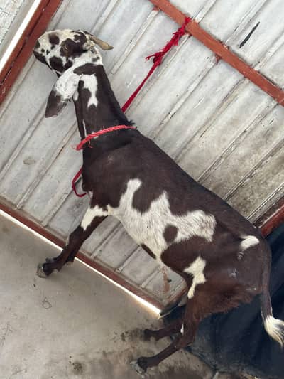 bakri for sale color Brown