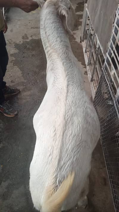 Bakra / Goat/ Qurbani Ka Bakra / Qurbani Ka Bakra
