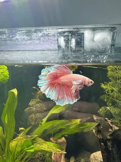 Pink Betta Fish for Sale – Healthy & Active