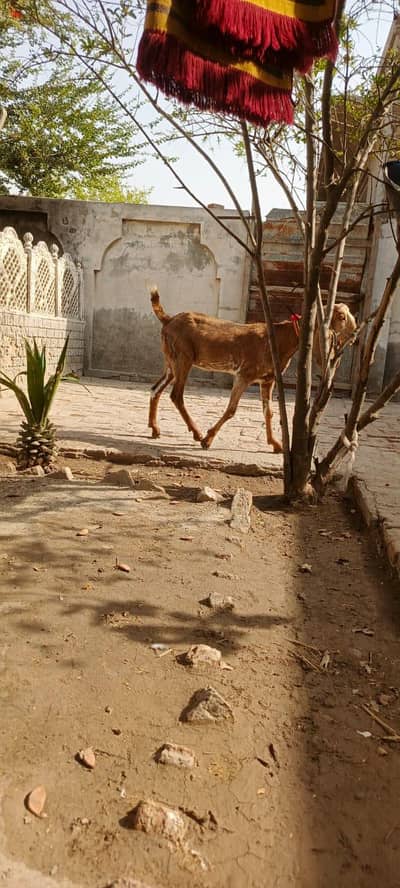 goat for sale
