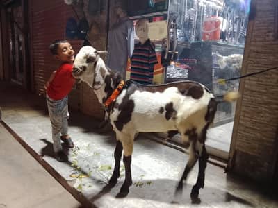 bakra