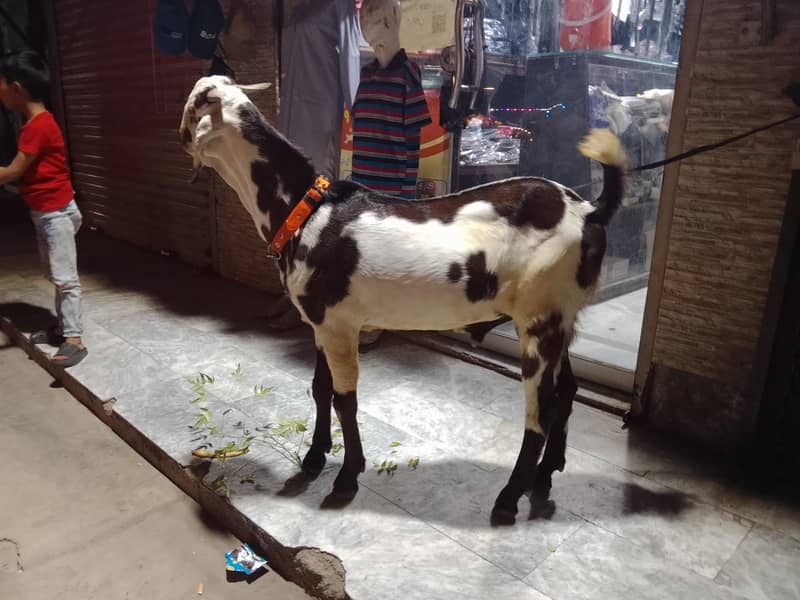 bakra 1