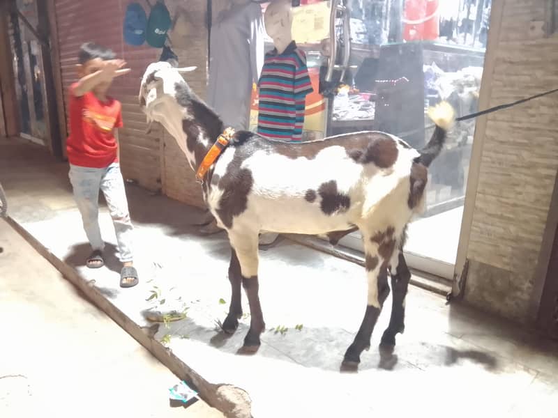 bakra 2